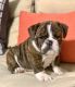 English Bulldog Puppies for sale in PORT JEFF STA, NY 11776, USA. price: NA