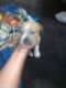 English Bulldog Puppies for sale in Goodyear, AZ 85338, USA. price: NA