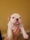 English Bulldog Puppies for sale in Rogers, AR, USA. price: NA