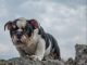 English Bulldog Puppies for sale in Englewood, NJ 07631, USA. price: NA