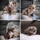 English Bulldog Puppies for sale in Oklahoma City, OK, USA. price: $3,500