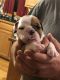 English Bulldog Puppies for sale in Arcadia, KS 66711, USA. price: $1,800