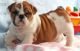 English Bulldog Puppies for sale in Tunica, MS 38676, USA. price: NA