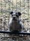 English Bulldog Puppies for sale in Shingle Springs, CA 95682, USA. price: NA