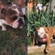 English Bulldog Puppies for sale in Ceres, CA, USA. price: NA