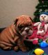 English Bulldog Puppies for sale in Four Oaks, NC 27524, USA. price: $2,500