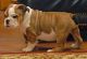 English Bulldog Puppies for sale in 114-34 121st St, Jamaica, NY 11420, USA. price: NA