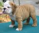 English Bulldog Puppies for sale in Jersey City, NJ, USA. price: $500
