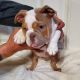 English Bulldog Puppies for sale in Selinsgrove, PA 17870, USA. price: NA