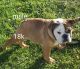 English Bulldog Puppies for sale in San Bernardino, CA, USA. price: $1,600