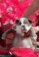 English Bulldog Puppies for sale in Tampa, FL, USA. price: NA