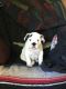English Bulldog Puppies for sale in Clatskanie, OR 97016, USA. price: NA