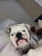 English Bulldog Puppies for sale in Lewisville, TX 75056, USA. price: NA