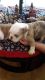 English Bulldog Puppies for sale in Shelbyville, KY 40065, USA. price: NA