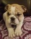 English Bulldog Puppies for sale in Graham, WA 98338, USA. price: NA