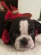 English Bulldog Puppies for sale in Graham, WA 98338, USA. price: $2,900