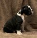 English Bulldog Puppies for sale in Graham, WA 98338, USA. price: NA
