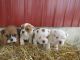 English Bulldog Puppies for sale in Kalamazoo, MI, USA. price: NA