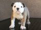 English Bulldog Puppies for sale in Suisun City, CA, USA. price: NA