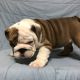 English Bulldog Puppies for sale in Chino, CA, USA. price: NA