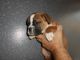 English Bulldog Puppies for sale in Four Oaks, NC 27524, USA. price: $500