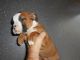 English Bulldog Puppies for sale in Four Oaks, NC 27524, USA. price: $500