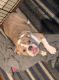 English Bulldog Puppies for sale in Cypress, TX, USA. price: $7