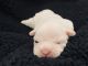 English Bulldog Puppies for sale in Lebanon, MO 65536, USA. price: $2,500