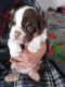 English Bulldog Puppies for sale in Jay, OK 74346, USA. price: NA