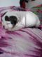English Bulldog Puppies for sale in Jay, OK 74346, USA. price: $2,500