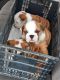 English Bulldog Puppies for sale in McAllen, TX, USA. price: NA