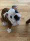 English Bulldog Puppies for sale in Glendale, Queens, NY, USA. price: NA