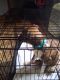 English Bulldog Puppies for sale in Tallapoosa, GA, USA. price: NA