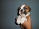 English Bulldog Puppies for sale in Four Oaks, NC 27524, USA. price: $1,000
