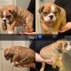 English Bulldog Puppies for sale in Bardstown, KY 40004, USA. price: NA