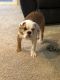 English Bulldog Puppies for sale in North Royalton, OH 44133, USA. price: $1,600