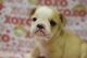 English Bulldog Puppies for sale in Fort Scott, KS 66701, USA. price: NA