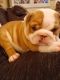 English Bulldog Puppies for sale in Ocala, FL, USA. price: NA