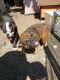 English Bulldog Puppies for sale in Dublin, CA 94568, USA. price: $800