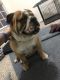 English Bulldog Puppies for sale in Plano, TX, USA. price: $1,100