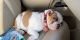 English Bulldog Puppies for sale in Port Charlotte, FL, USA. price: NA