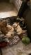 English Bulldog Puppies for sale in Loma Linda Dr, Loma Linda, CA 92354, USA. price: NA