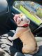 English Bulldog Puppies for sale in 2506 Mikulec Dr, Killeen, TX 76542, USA. price: NA
