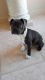 English Bulldog Puppies for sale in Crystal River, FL, USA. price: NA