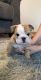English Bulldog Puppies for sale in Visalia, CA, USA. price: $3,000