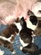 English Bulldog Puppies for sale in Visalia, CA 93292, USA. price: NA