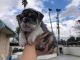 English Bulldog Puppies for sale in Loma Linda Dr, Loma Linda, CA 92354, USA. price: NA