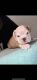 English Bulldog Puppies for sale in Fort Smith, AR, USA. price: NA
