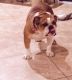 English Bulldog Puppies for sale in Kendall, FL, USA. price: NA