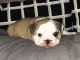 English Bulldog Puppies for sale in Melrose Park, IL, USA. price: NA